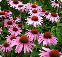 echinacee_ps-1